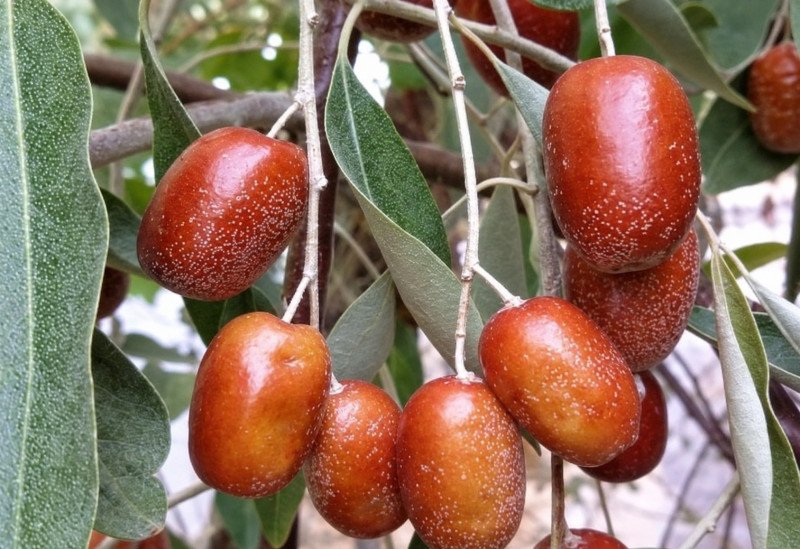 İğde Fidanı