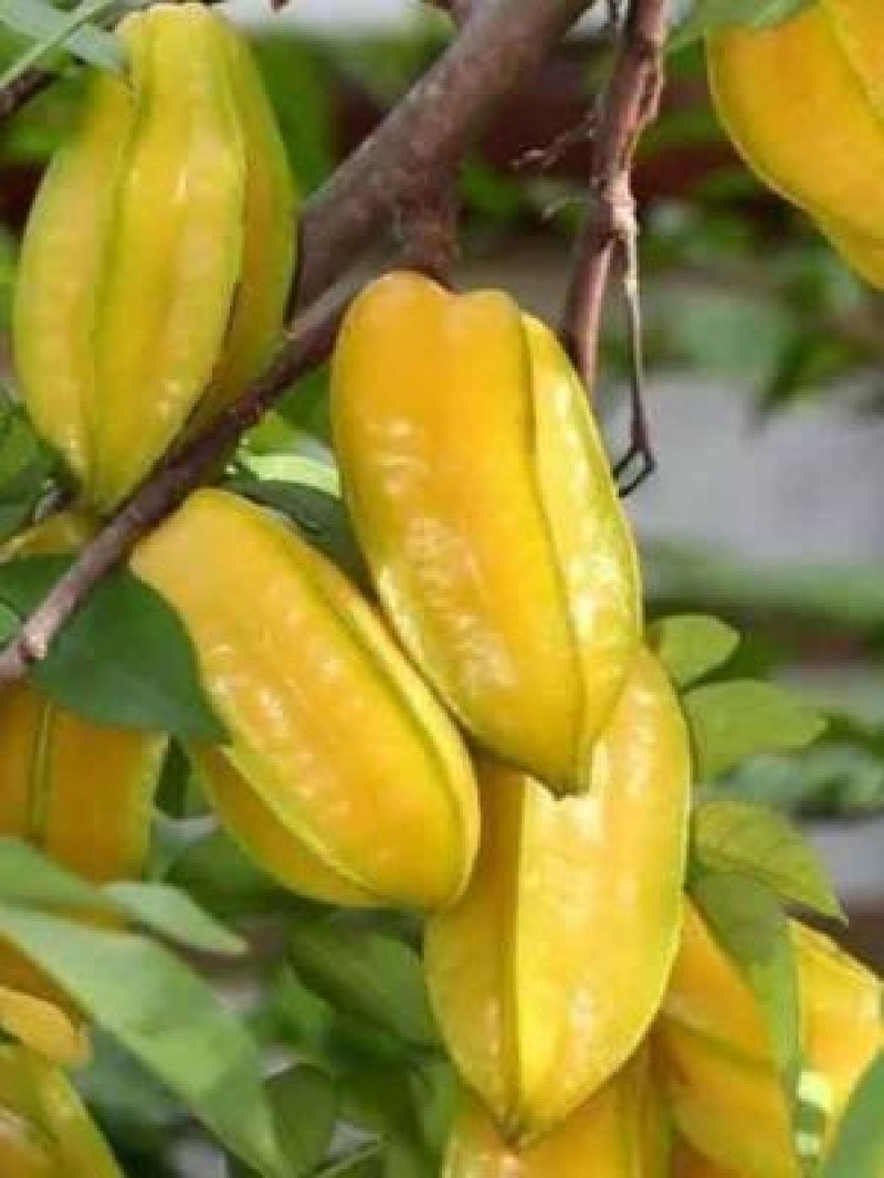 Karambola Fidanı (Yıldız Meyvesi)