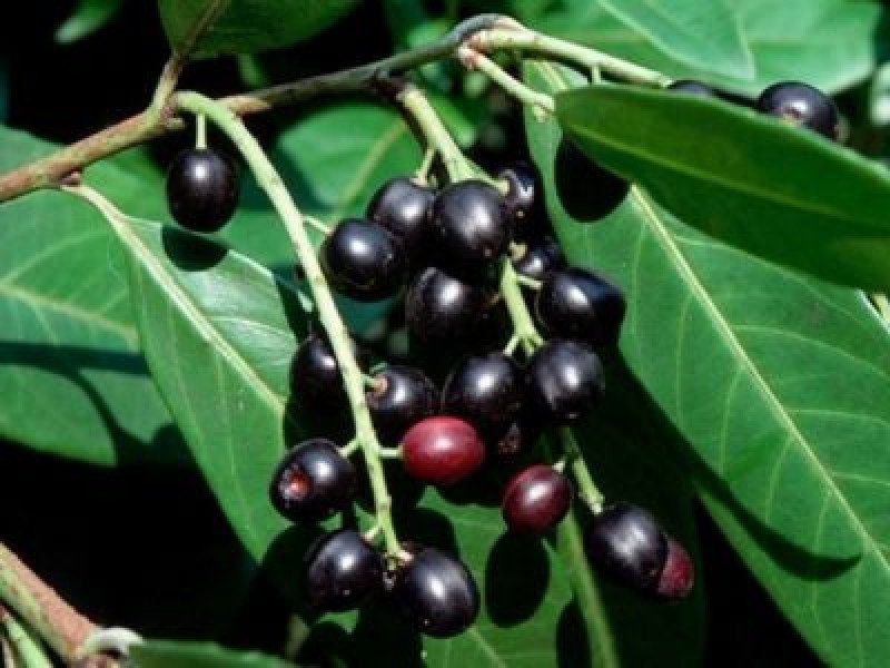 Karayemiş Fidanı (Prunus laurocerasus)