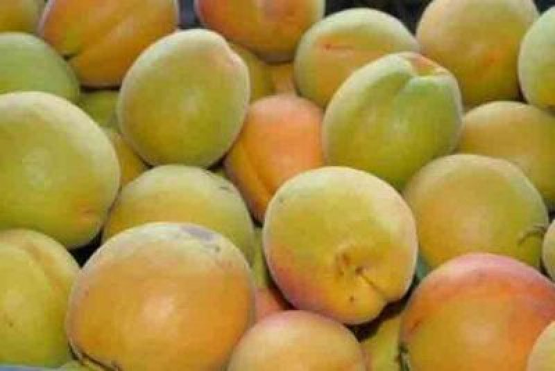 Şam Acı Çekirdek Kayısı Fidanı