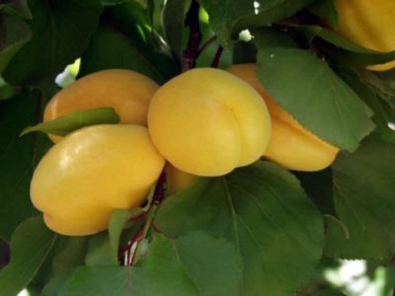Hasanbey Kayısı Fidanı