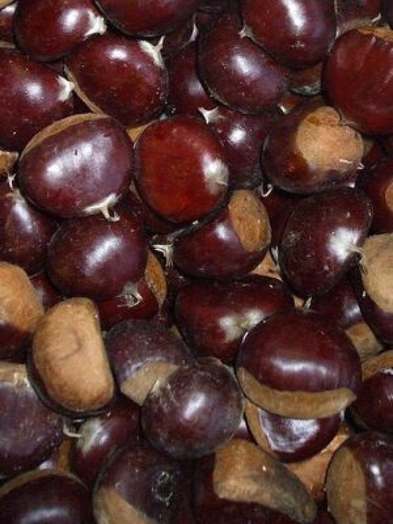 Marigoule Kestane Fidanı