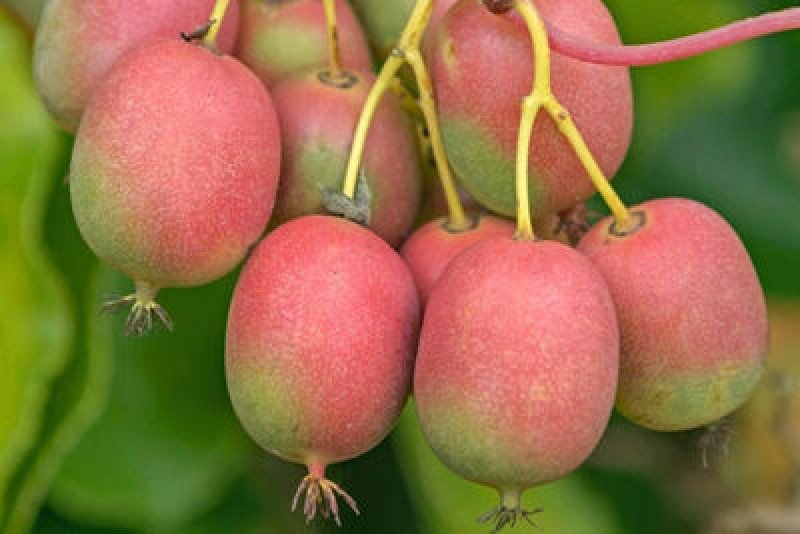 Ananasnaya Pembe Mini Kivi Fidanı