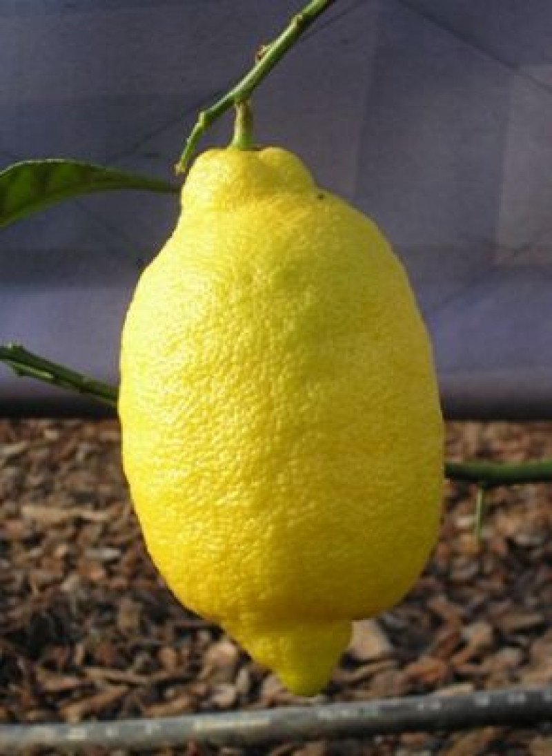 Interdonato Limon Fidanı