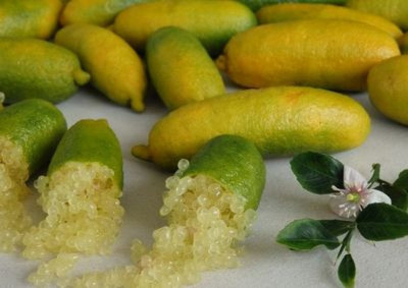 Sarı Finger Lime Fidanı