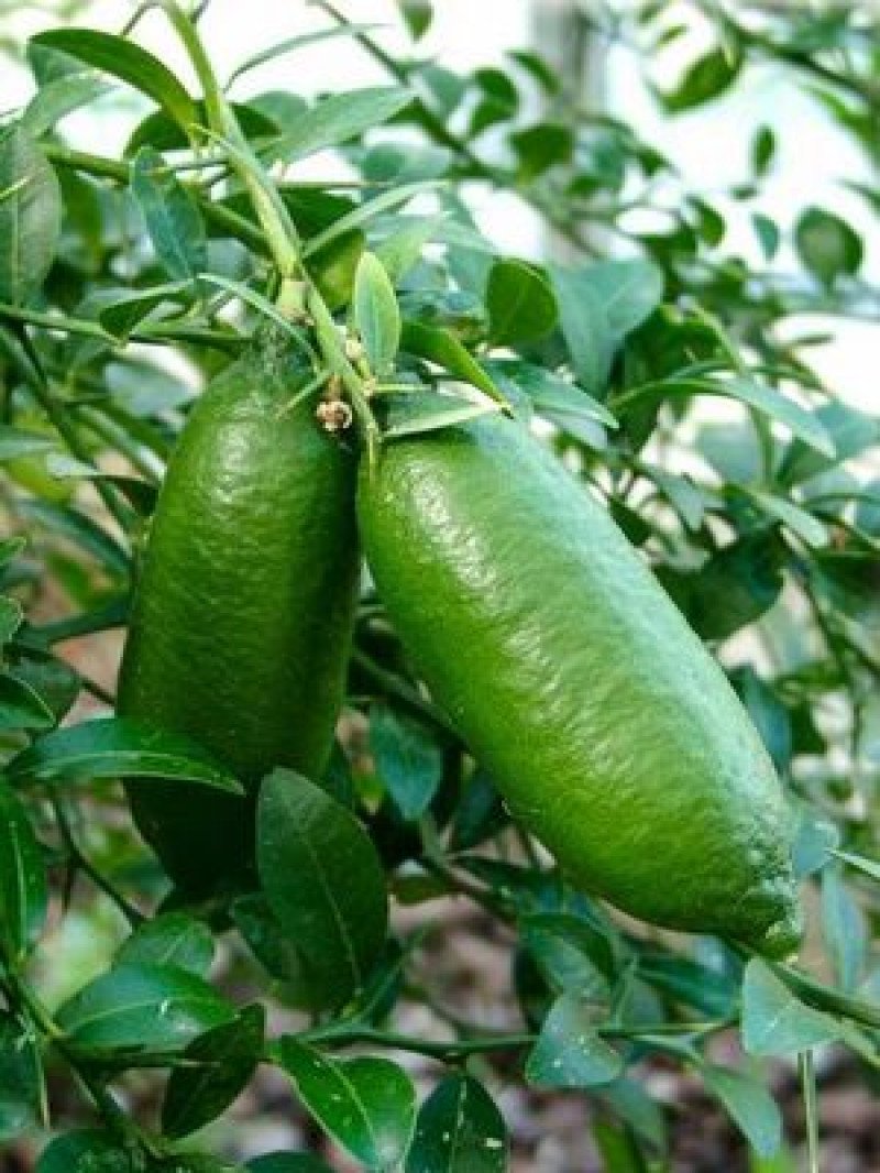 Yeşil Finger Lime Fidanı