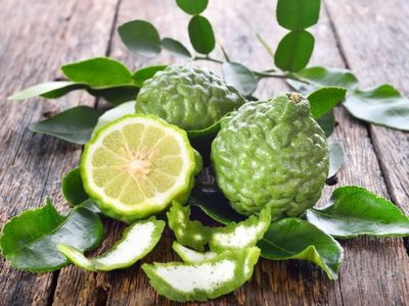Kaffir Lime Fidanı