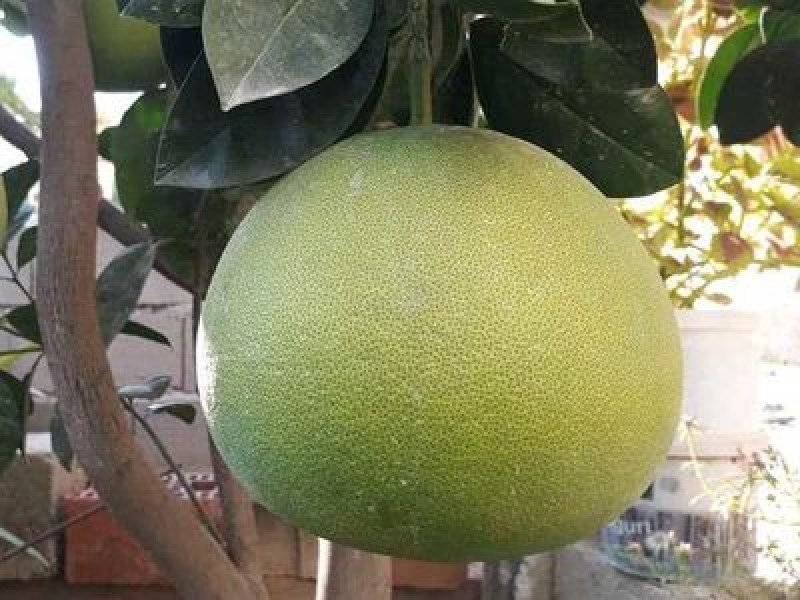 Şadok Pomelo Fidanı (Citrus pomelo)