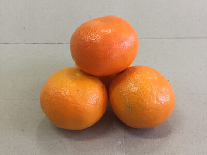 Denizci Mandalina Fidanı
