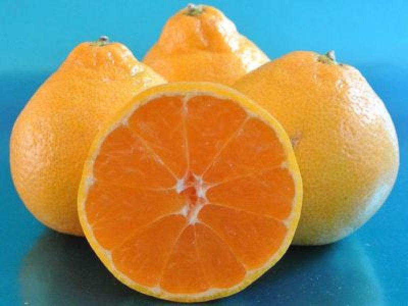 Miho Wase Mandalina Fidanı