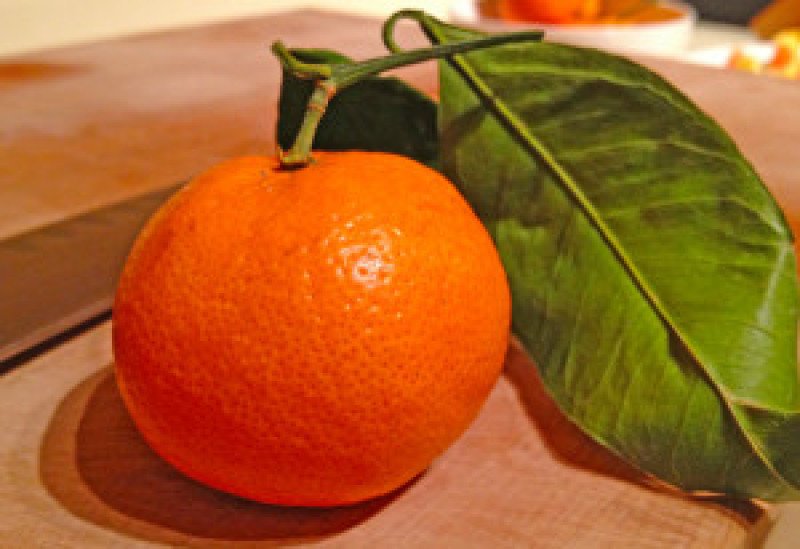 Dobashi Beni Mandalina Fidanı