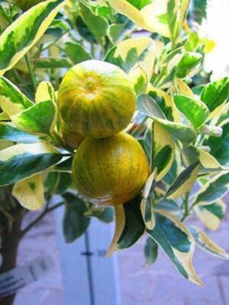 Alacalı Calamondin Süs Mandalinası Fidanı