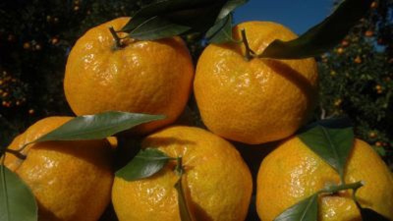 Bodrum Mandalina Fidanı