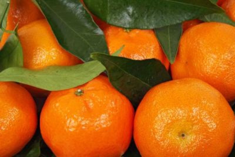 Klemantin King Mandalina Fidanı
