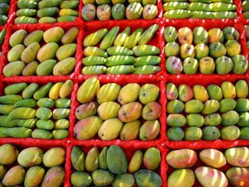 Kit Mango Fidanı