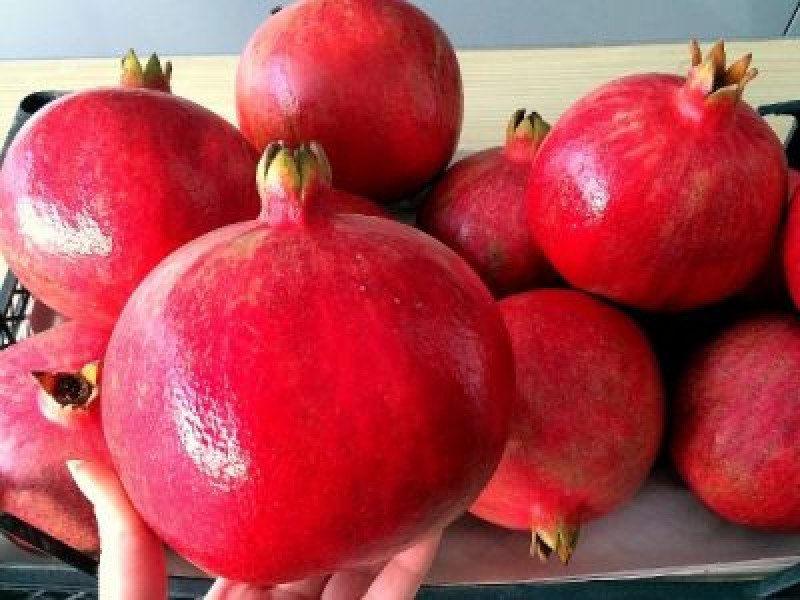 Wonderful Nar Fidanı