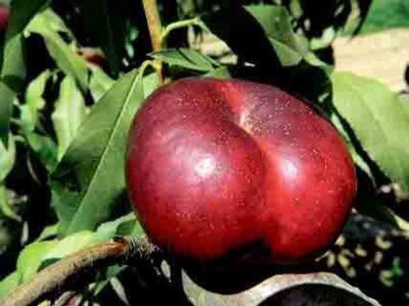 Kırmızı Domat Nektarin Fidanı