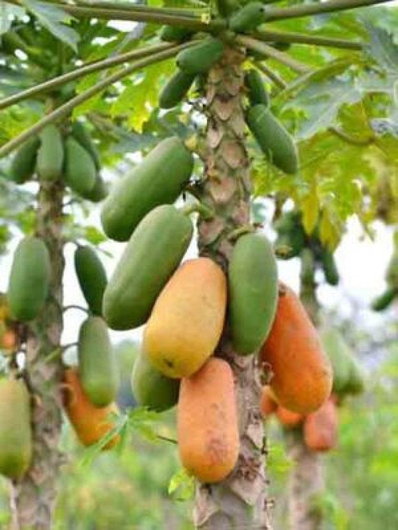 Papaya Fidanı (Kavun Ağacı)