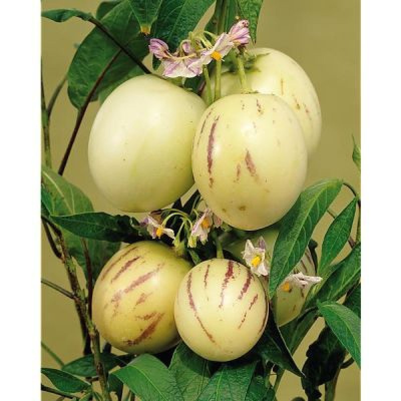 Pepino Fidanı