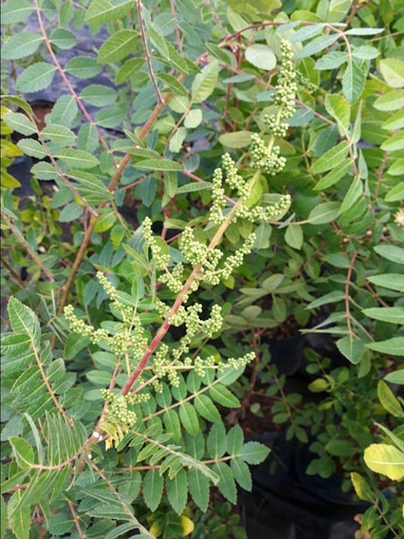 Sumak Fidanı (Rhus coriaria)