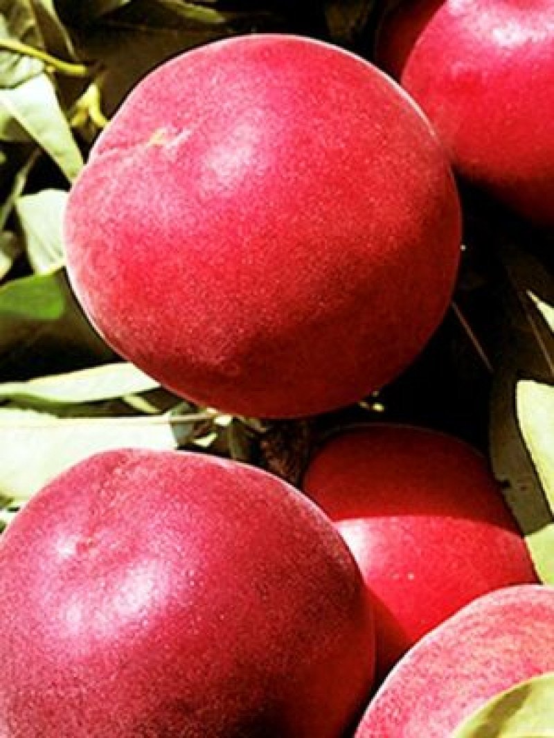 Early Rich Şeftali Fidanı