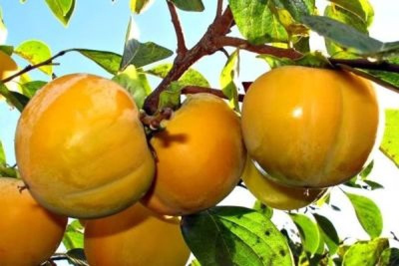 Hanna Fuyu Trabzon Hurması Fidanı