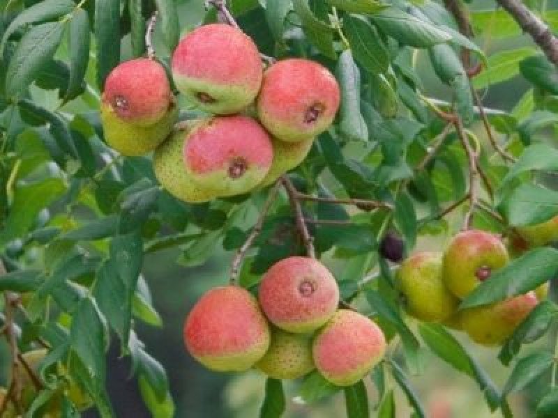 Üvez Fidanı (Sorbus domestica)
