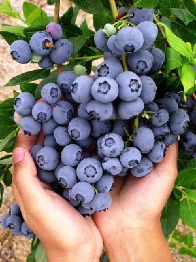 Bluecrop Yaban Mersini Fidanı
