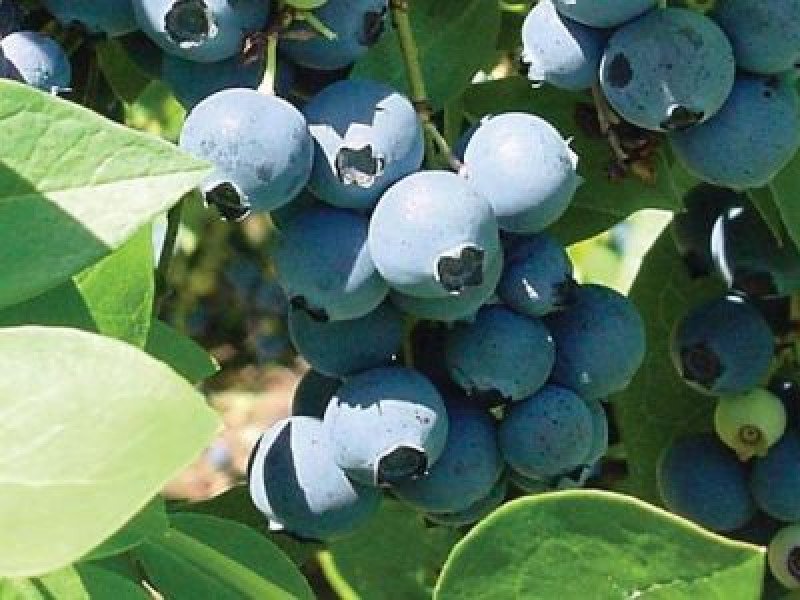 Sharpblue Yaban Mersini Fidanı