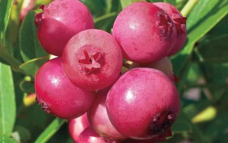 Pink Lemonade Yaban Mersini Fidanı
