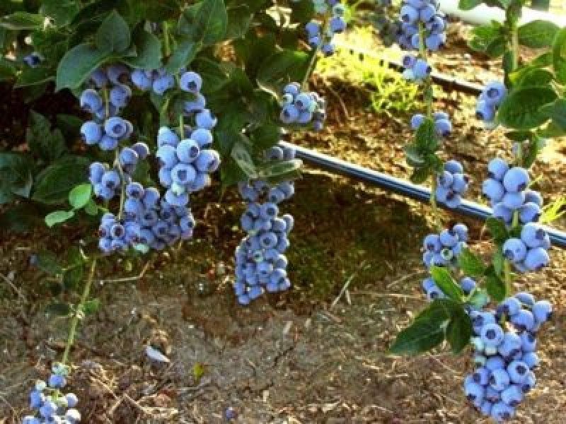 Blue Gold Yaban Mersini Fidanı
