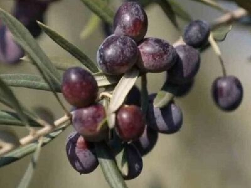 Nizip Yağlık Zeytin Fidanı