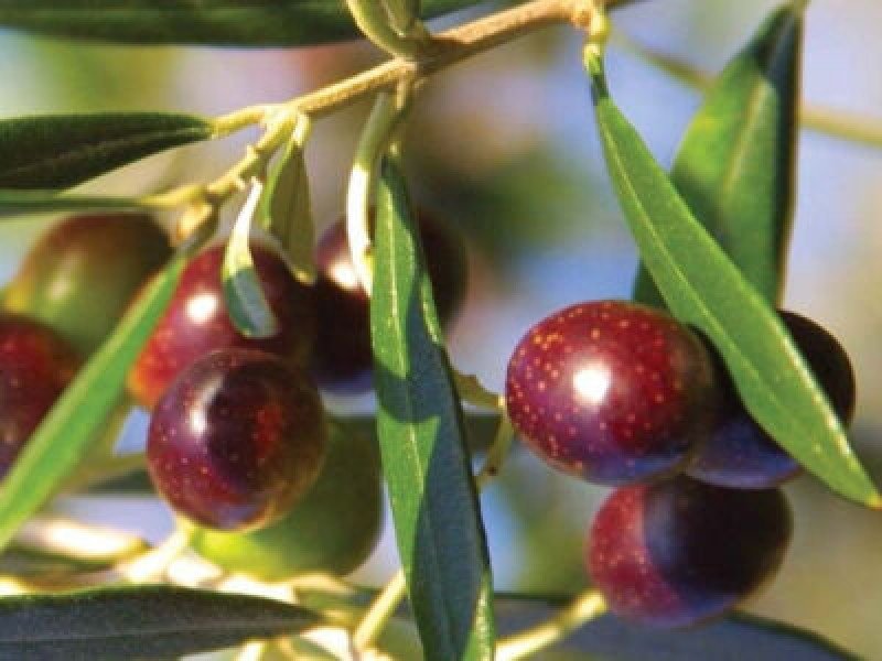 Girit Zeytin Fidanı