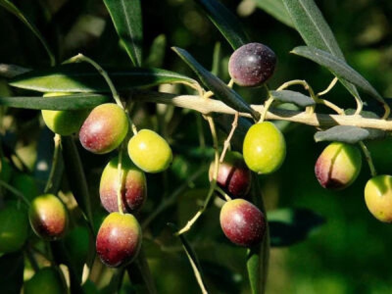 Frantoio Zeytin Fidanı