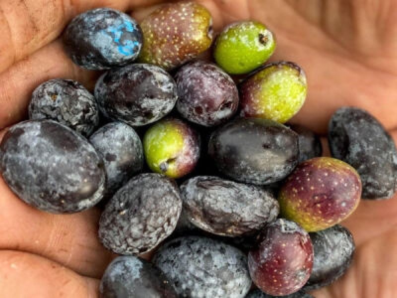 Dilmit Zeytin Fidanı