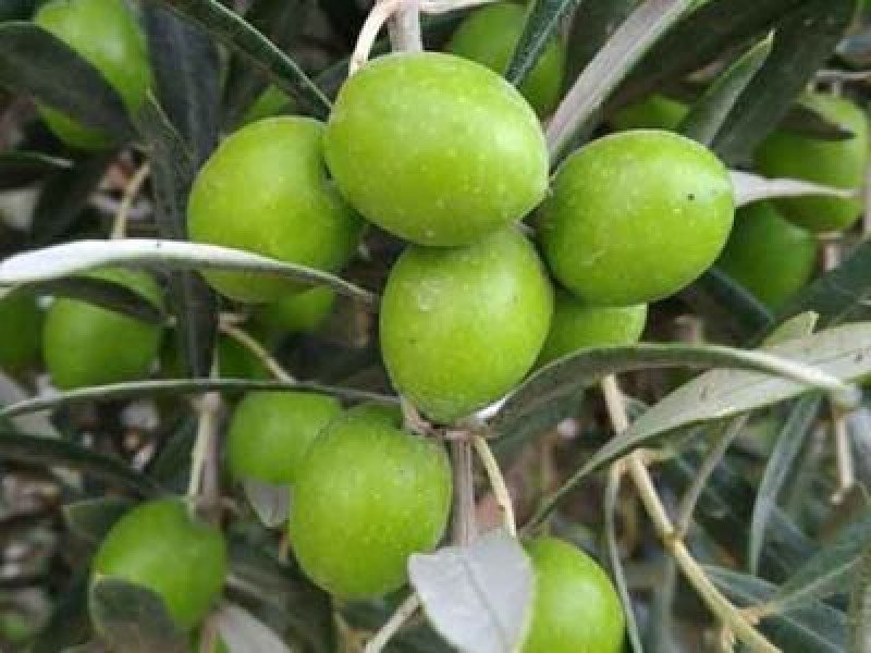 Yamalak Kabası Zeytin Fidanı