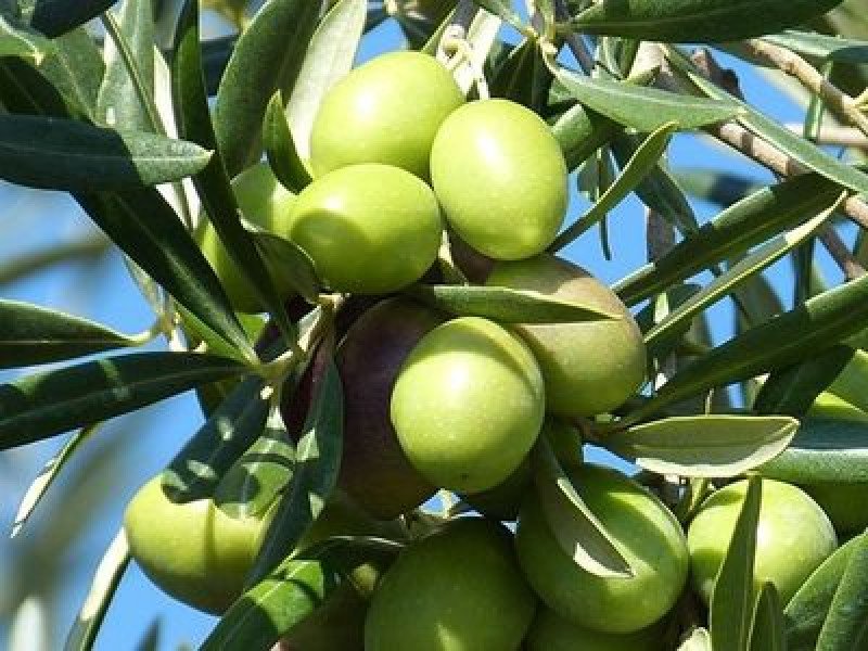Karamani Zeytin Fidanı