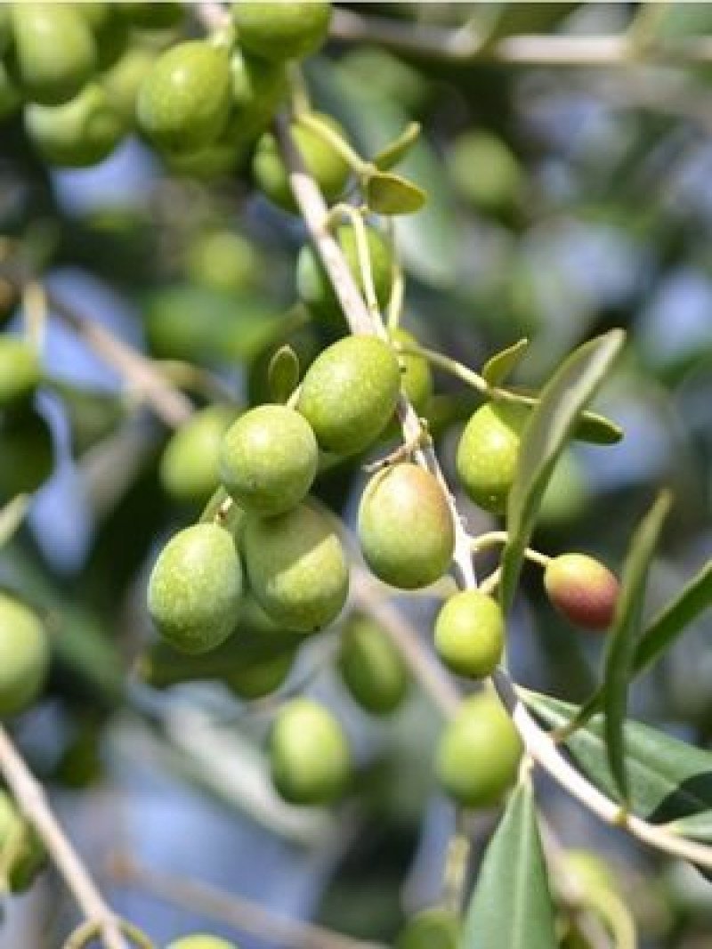 Haşebi Zeytin Fidanı
