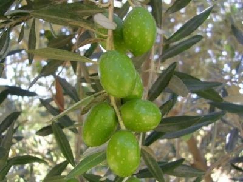Saurani Savrani Zeytin Fidanı