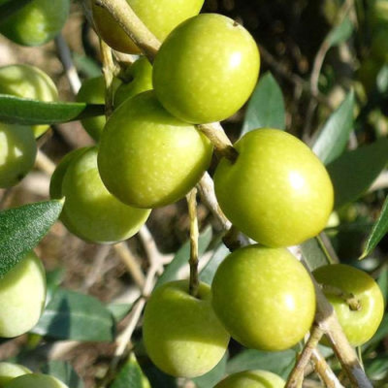 Halhalı Zeytin Fidanı