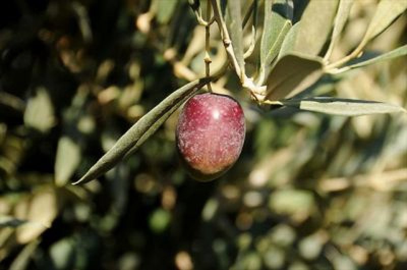 Manzalina Zeytin Fidanı