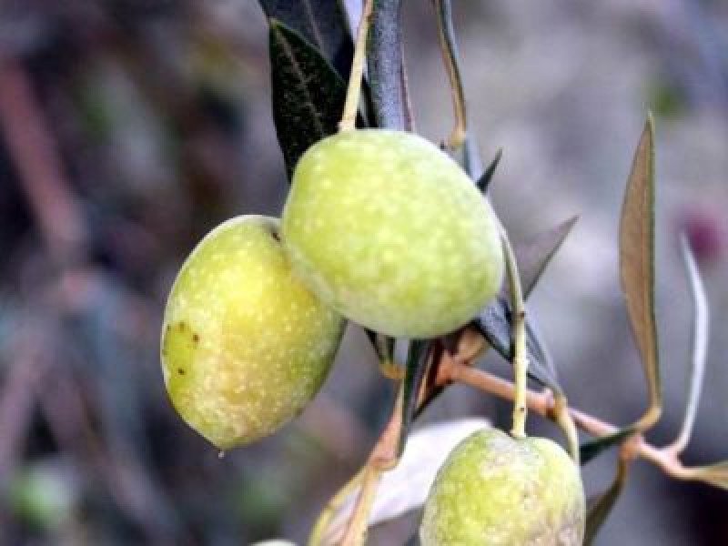 Sarıulak Zeytin Fidanı