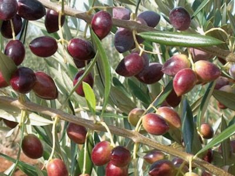 Koroneiki Bodur Zeytin Fidanı