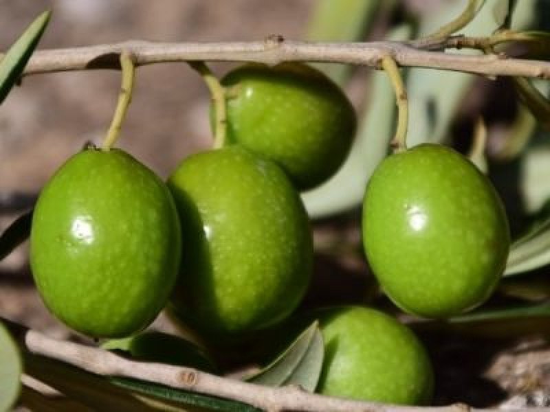 Tavşan Yüreği Zeytin Fidanı