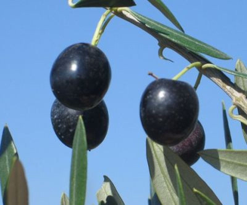 Sikitita Bodur Zeytin Fidanı