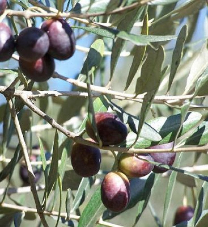 Edremit Ayvalık Zeytin Fidanı