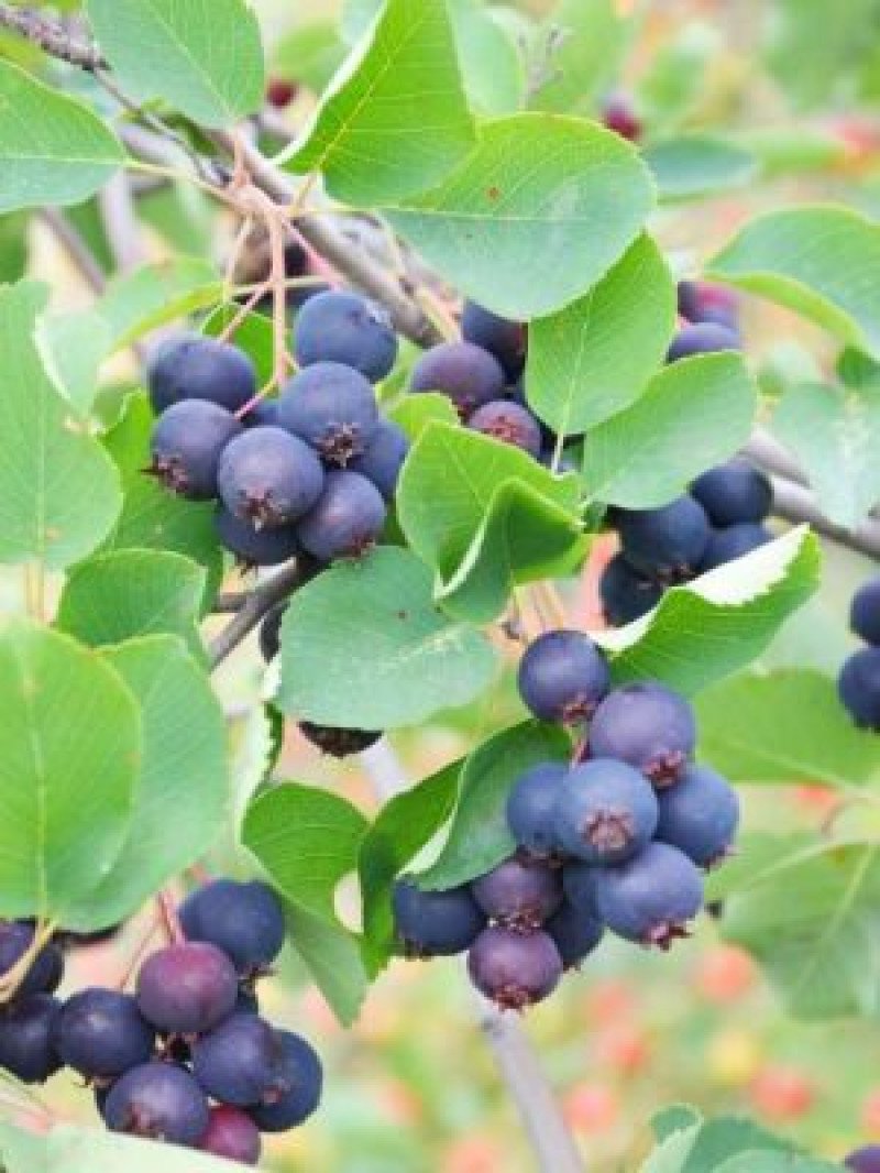 Saskatoon Berry Haziran Yemişi Fidanı