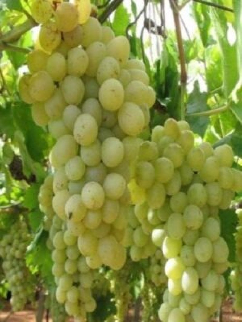 Elazığ Asma Fidanı