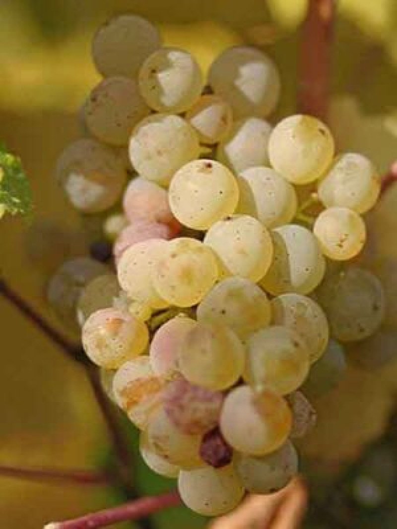 Riesling Asma Fidanı