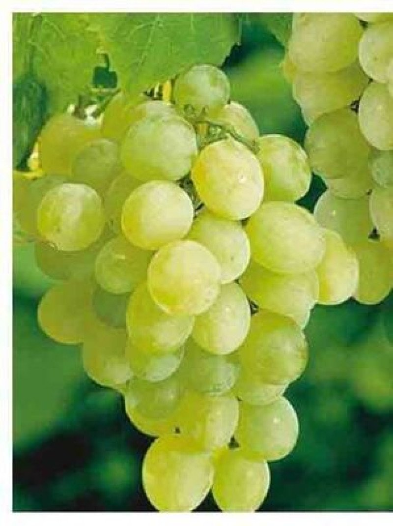 Early Seedless Asma Fidanı